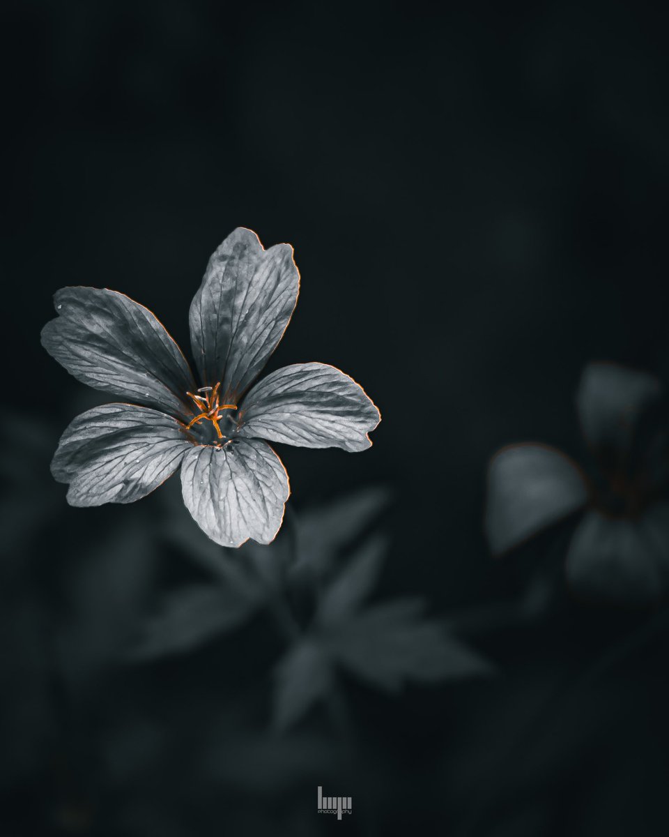 monkbonk's tweet image. Good Night #DarkEdition