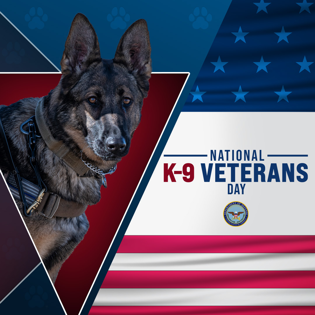 DeptofWar's tweet image. Celebrating our four-legged heroes. 🐾 

 Today, we honor military working dogs for the sacrifice, service and diverse roles they play on the battlefield and beyond. Thank you for your bravery and loyalty!