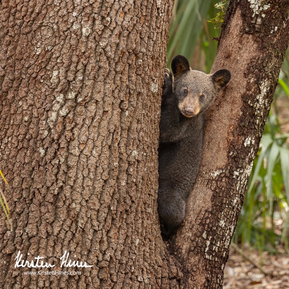 Florida bears face many challenges, including rampant habitat loss that has effectively divided them into 3 isolated populations. They are vulnerable enough without hunting pressures. Please oppose future bear hunts at the upcoming <a href="/MyFWC/">MyFWC</a> public meeting: myfwc.com/hunting/bear/