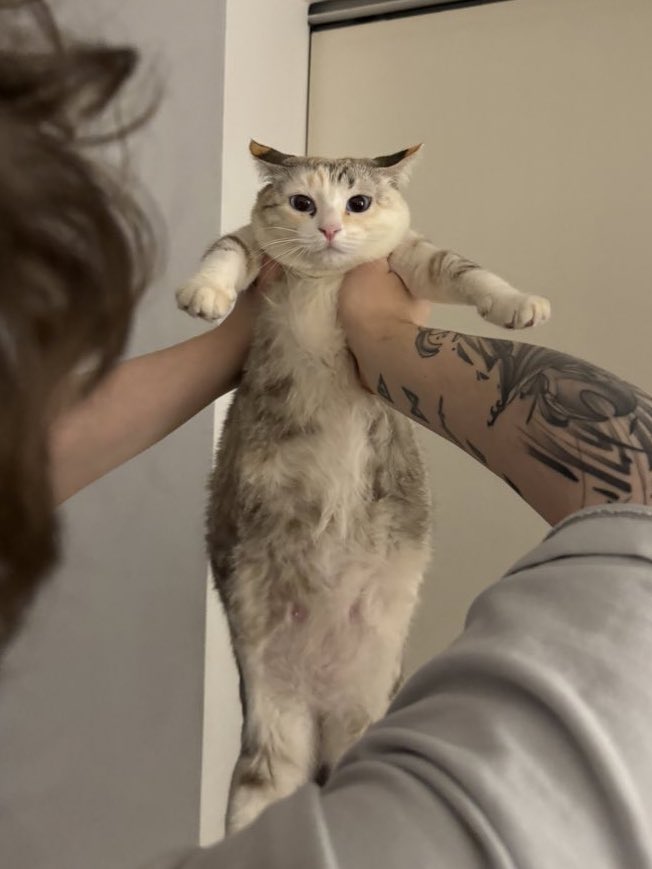 lorenaaorsi's tweet image. nome: Duna Dois Sushi Orsi Lange Muad’Dib Atreides Usul Lisan Al Gaib

chamo de: tOmpi