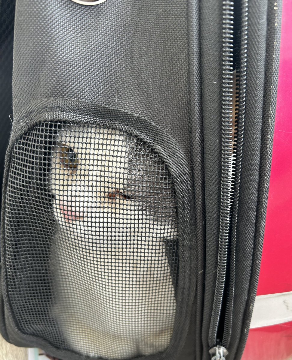 akira_asakura's tweet image. 今日は、くうたの #健康診断。

#身体検査、#歯科健診、#血液検査 をやってもらっています。

その間にお母ちゃんは確定申告に行って来ましたぁ！

さ、お迎えに行きますかね^_^

#動物病院
#大事