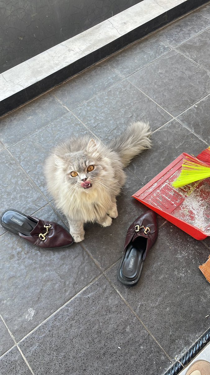 masa kata mami cillo kucing gila? enak aja😤😤😤