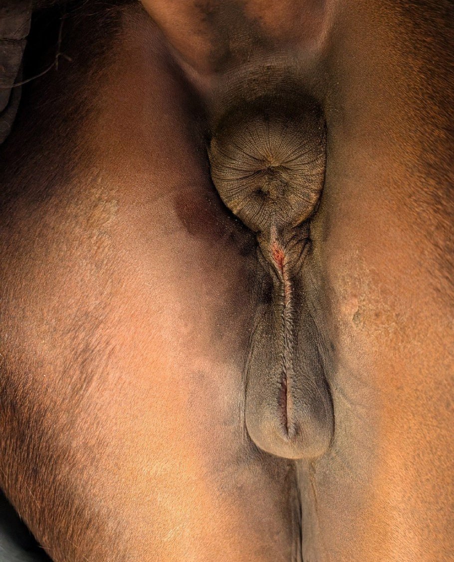 Horsey512's tweet photo. Had a really long day 🥵 now I just want to lock my door and goon and worship until the sun comes up~ 🐎🐎 https://t.co/TVReQTb4FG