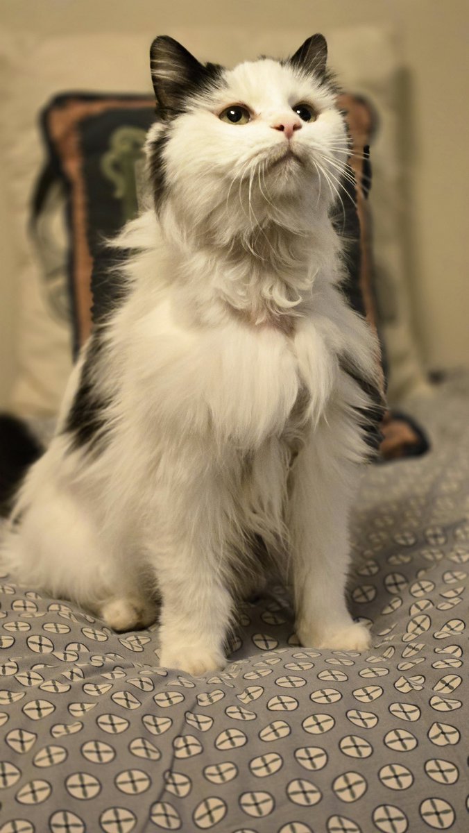 MercedSpca's tweet image. WHAT A TRANSFORMATION! 

Ten year- old Sammie was rescued from Pasadena on 1/18….she was matted, emaciated at 4.7 lbs, and suffering from hyperthyroidism. 

Today she’s almost 8 lbs., has been groomed and her thyroid levels are excellent. 

She’s going to rescue on Tuesday. ❤️🐾