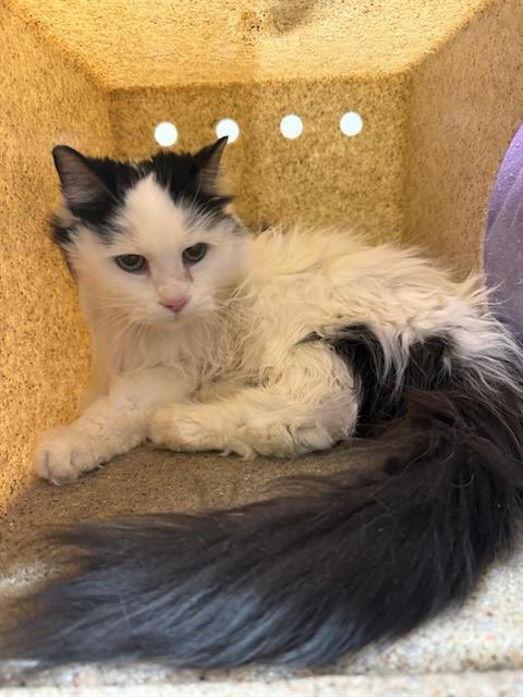 MercedSpca's tweet image. WHAT A TRANSFORMATION! 

Ten year- old Sammie was rescued from Pasadena on 1/18….she was matted, emaciated at 4.7 lbs, and suffering from hyperthyroidism. 

Today she’s almost 8 lbs., has been groomed and her thyroid levels are excellent. 

She’s going to rescue on Tuesday. ❤️🐾