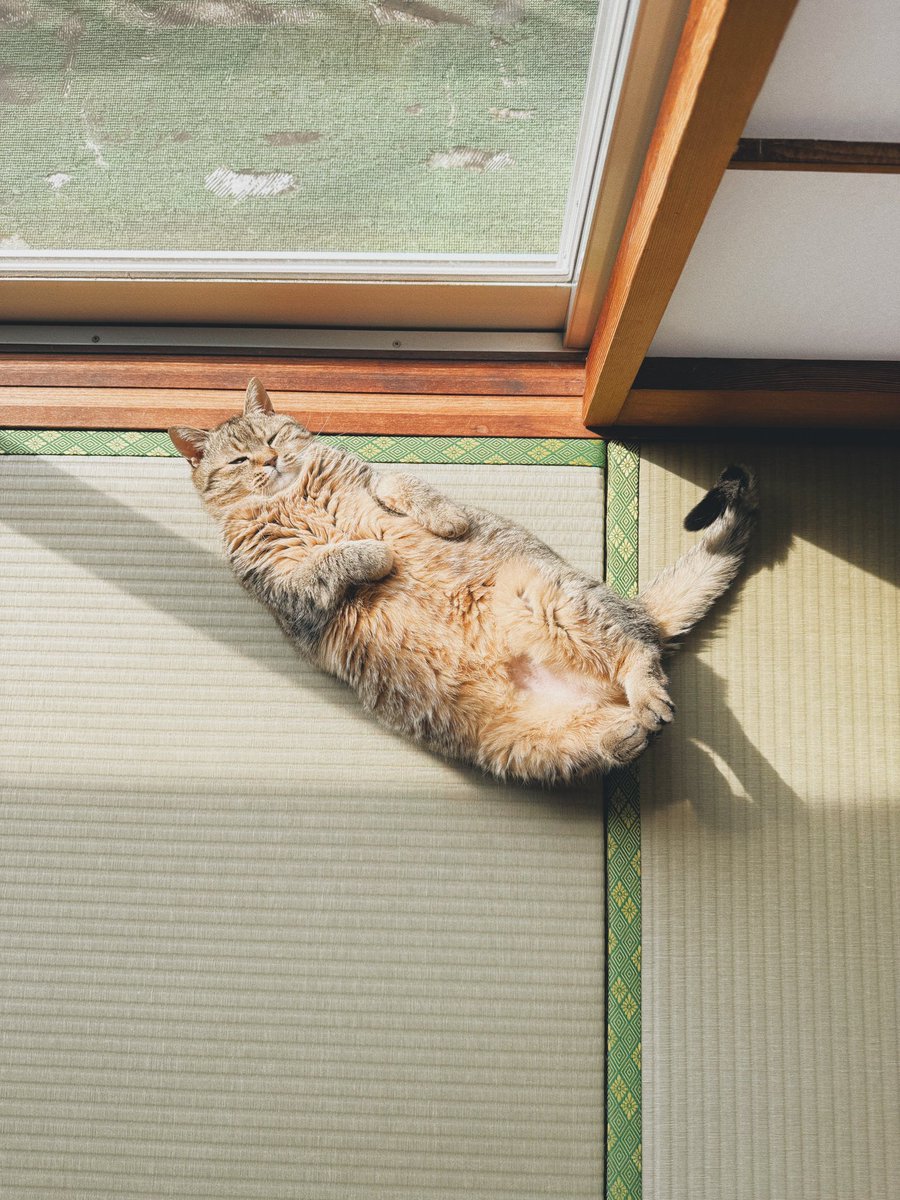 __Spica0's tweet photo. 本日の落ちてる猫です https://t.co/jeQz0gctJq