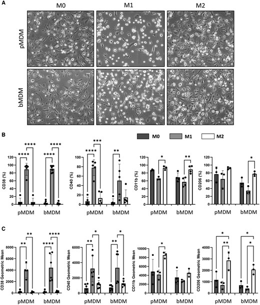 Comparison of human macrophages derived from peripheral blood and bone marrow <a href="/J_Immunol/">The Journal of Immunology</a> 
doi.org/10.1093/jimmun…