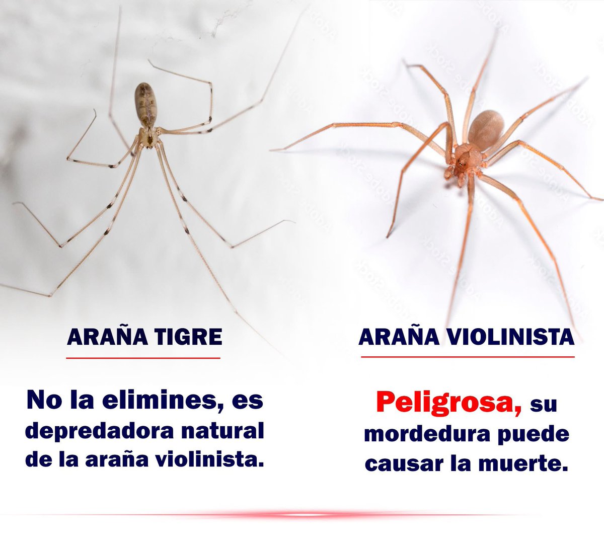 La araña tigre, también conocida como patona (Pholcus phalangioides), es una depredadora natural de la peligrosa araña de rincón o violinista (Loxosceles). 

En otras palabras, la araña patona puede ayudarnos a controlar la población de la araña violinista.

Via Comunidad