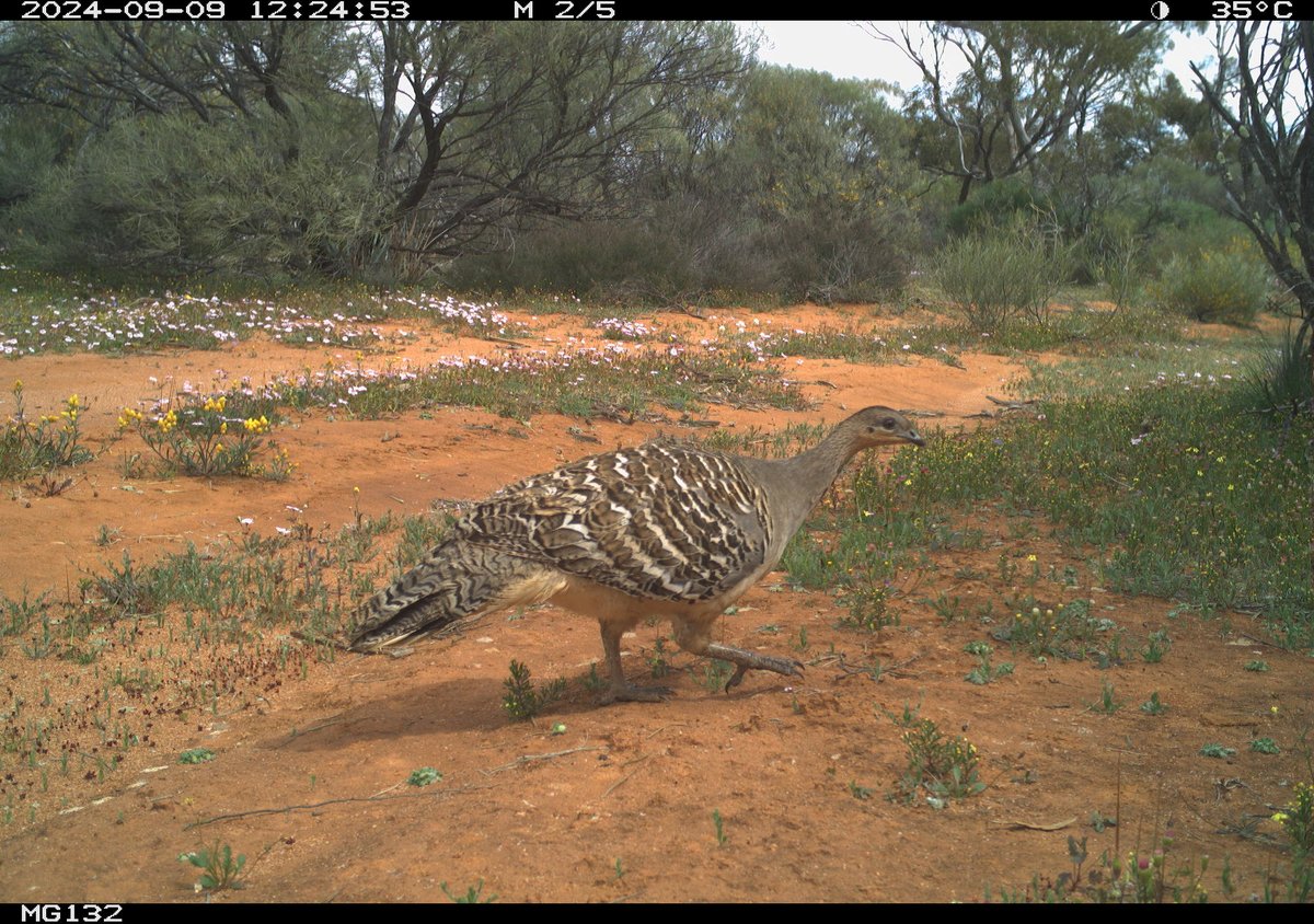 Malleefowl are making a fantastic recovery post drought at Mt Gibson! 💪✨

56% of mounds were active this season, a huge leap from 2023 when none were in use. A promising future for these remarkable birds!

📸 C Harvey/#AWC

#Malleefowl #ConservationWin #AustralianWildlife