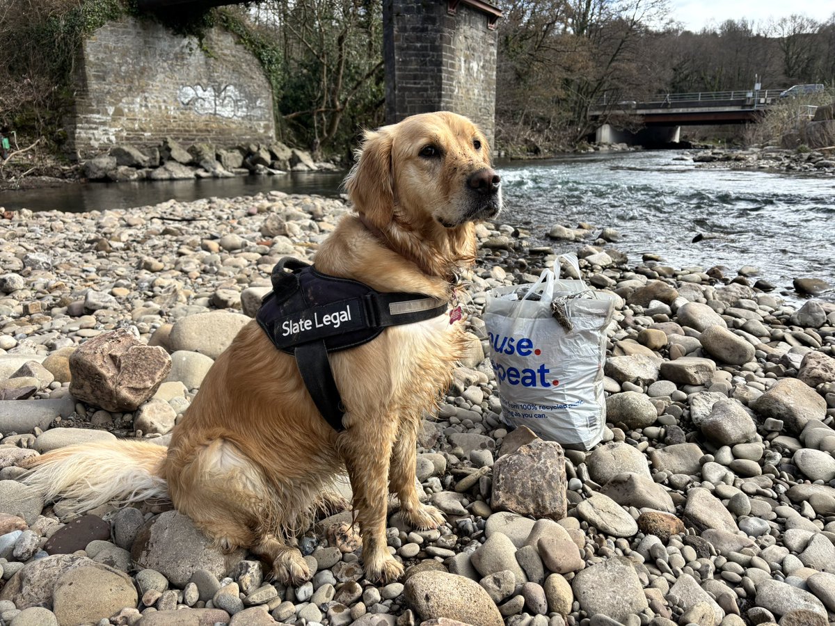 Another bag of litter bites the dust! This morning there was only time for us to bag up &amp; bin 1 bag full of plastic, rubber, metal, broken glass, fabrics, but every little helps! Lottie (aka Fancy Nancy of Clancyville) enjoyed messing about in &amp; around the river.