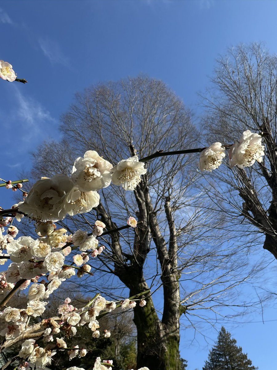 梅の花🌸が満開になりました。お酒造りがあともう少しで終わるお知らせですね。