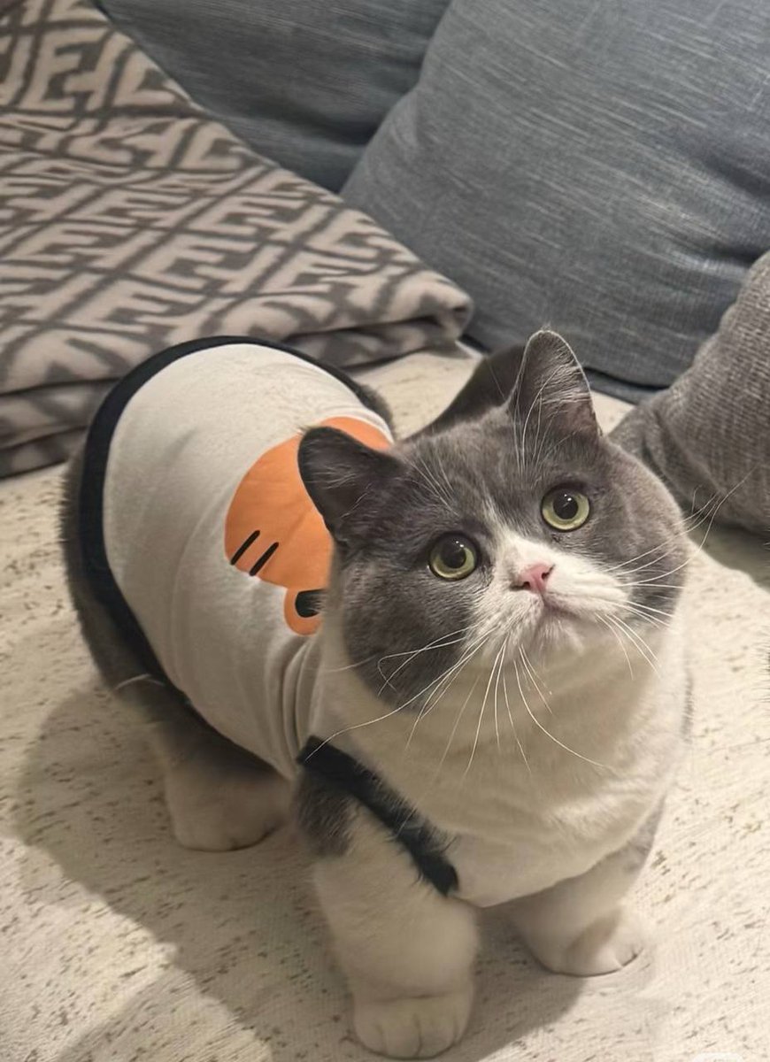 aiyd_777's tweet photo. How adorable! 🐾❤️ #CatLover #MeowMagic https://t.co/3NzkEXnvtE
