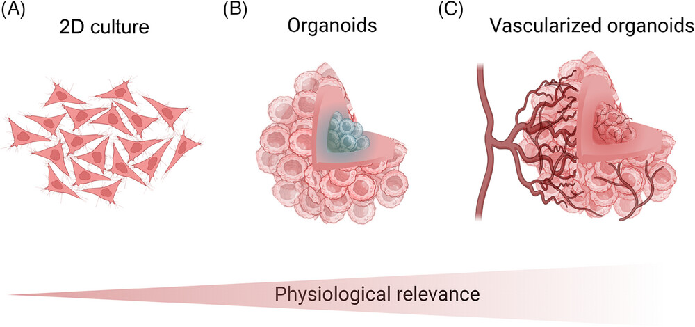 Organoid News tweet media