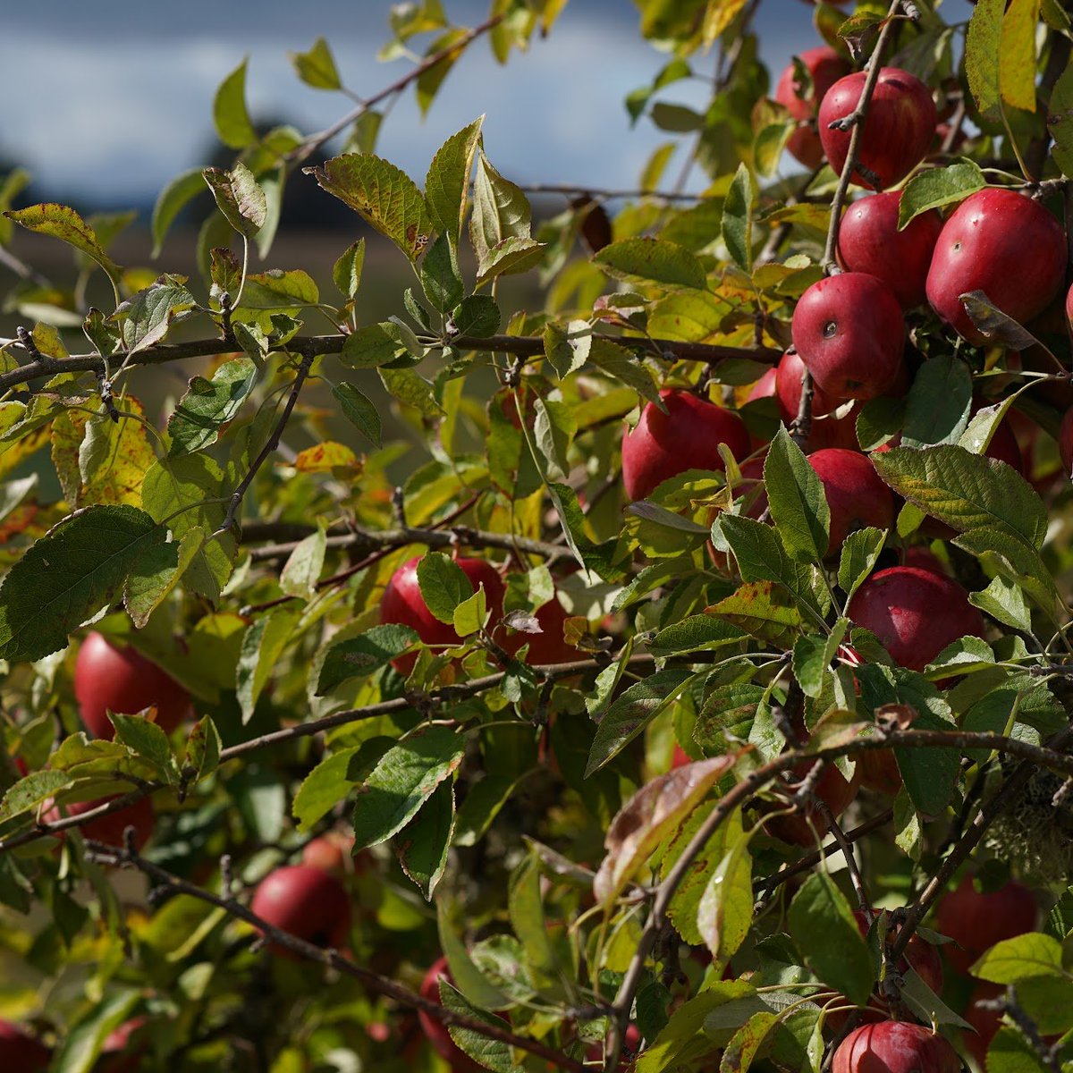 The Laurelwood property includes an orchard with about 300 productive fruit trees. Most are apples, with fewer pears and plums as well. The region should also be good for figs, and we'll try some other less common fruit trees.

What orchard fruit would you help us cultivate?