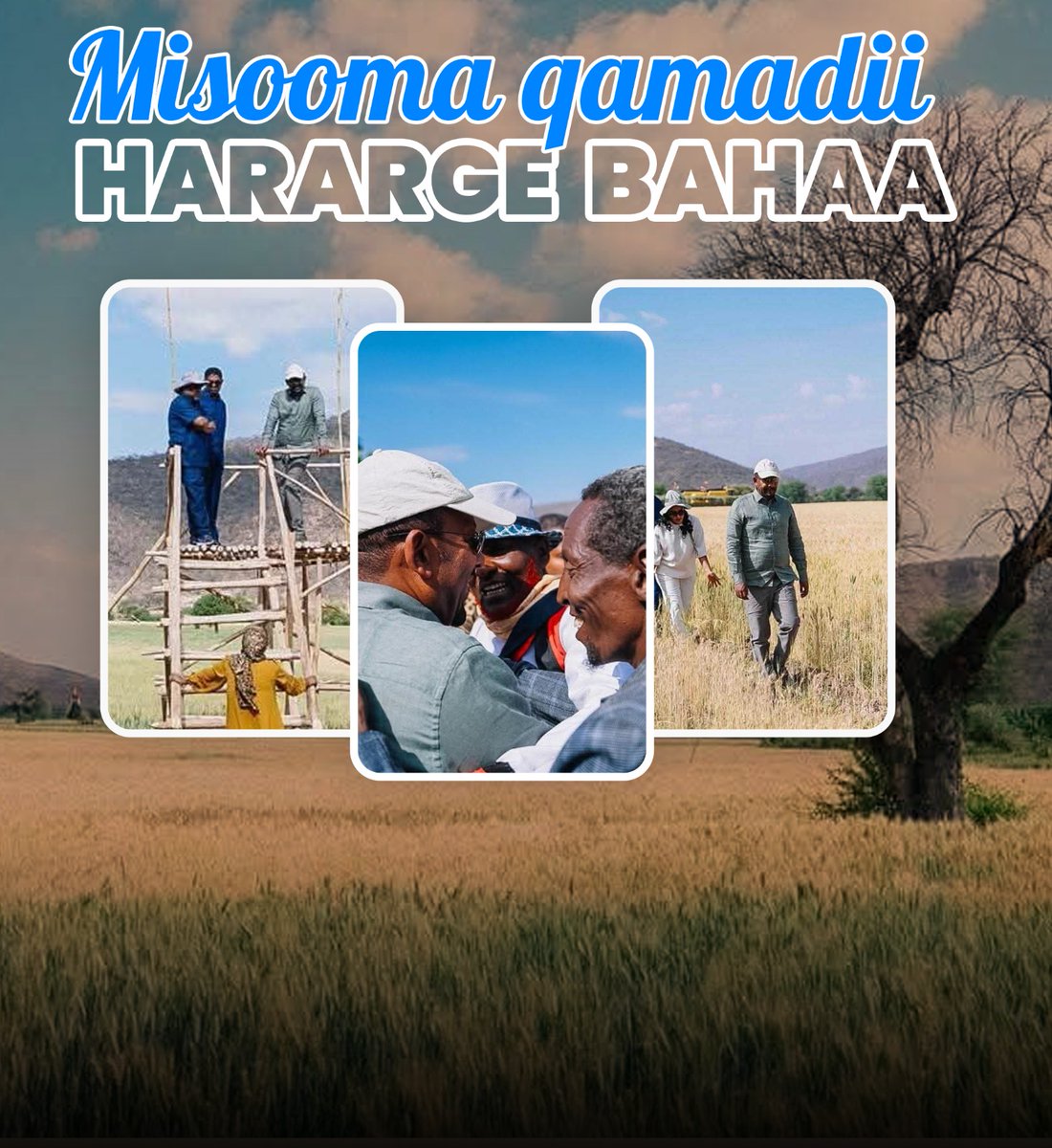 misooma qamadii  Hararge Bahaa