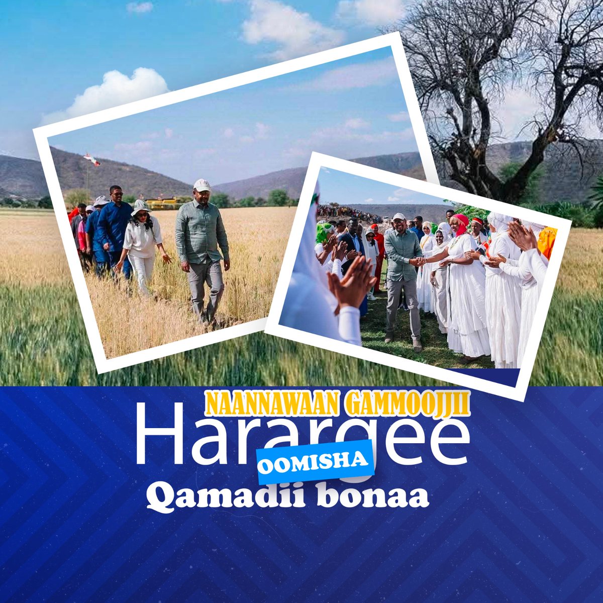 Har'a naannawwan gammoojjii Harargee Bahaatti misooma qamadii bonaa gaggeeffamaa jiru daawwanneerra. Dhama'anii hojjechuufi arguu dandeenyaan, Itoophiyaan gargaaramuu jalaa baatee kanbiroo gargaaruu ni dandeessi. Hojii kana cimsinee akka itti fufnu dhaamuun barbaada.