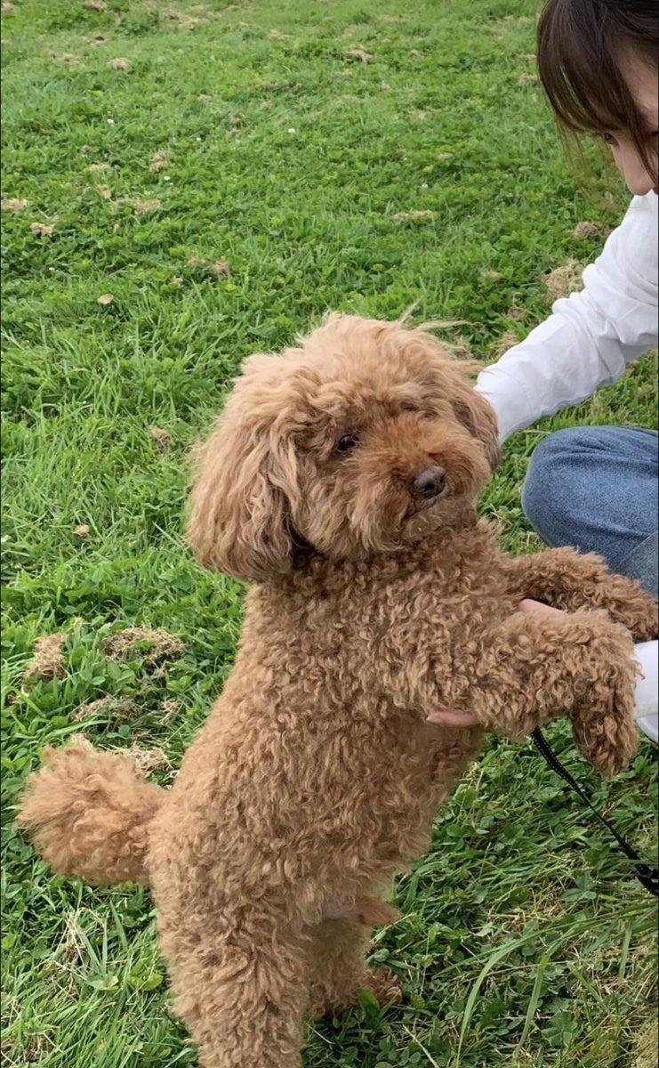 もっち様 JR201系通勤電車（JR西日本30N更新車・ウグイス・混色床下)セット