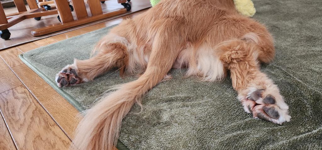 おばの家のさくらちゃんが可愛いんだぁー♡
ふせが下手すぎる所も可愛いんだぁー笑