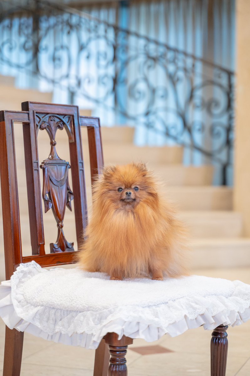 tomapaaa's tweet photo. 雑誌CUUNさんの撮影データ頂きました🐶
#cuun
#ポメラニアン
#グランドピアノとポメラニアン
#犬モデル https://t.co/jpbGY1my6C