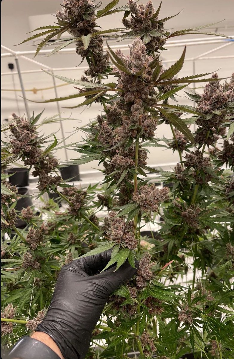 OGRascalGas's tweet image. Beach Grapes 🍇