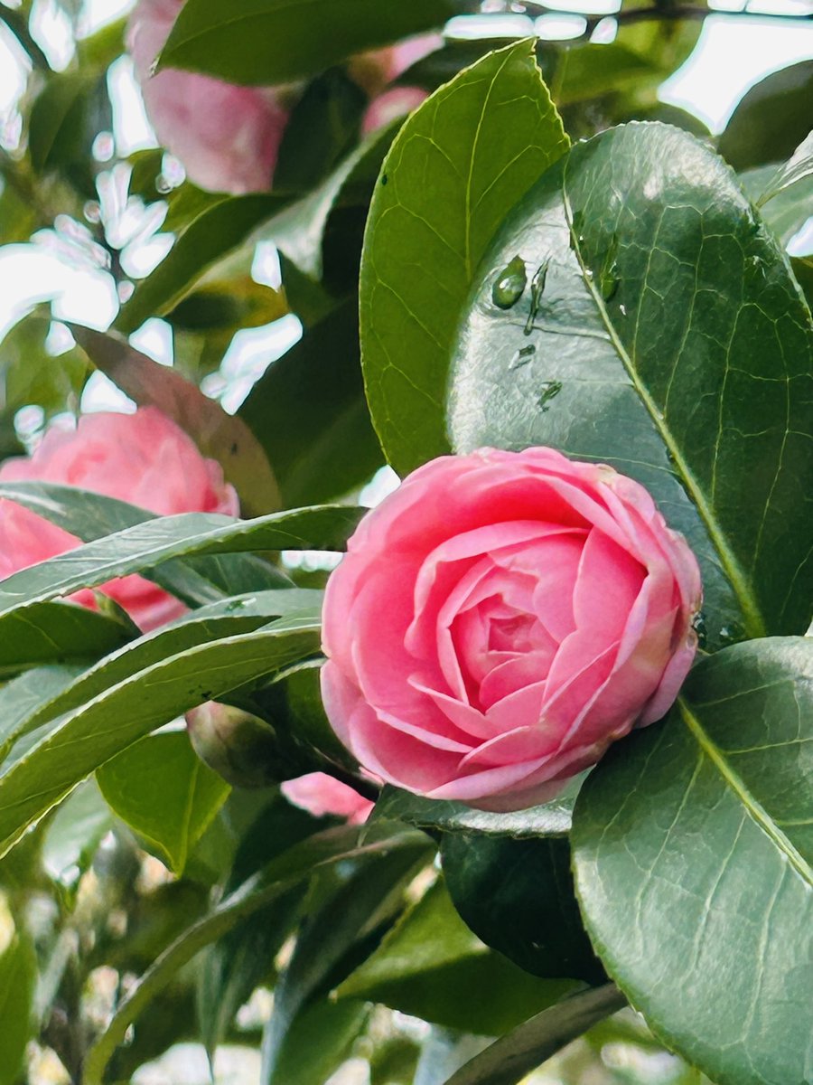 お陰様で何とか体調も戻ってきたのでぼちぼちと平常運転に☺️🙇‍♀️🙏🏻💕
体調崩しかけた旦那さんも復活して一安心🥰
久しぶりにお庭に出たら馬酔木の花と八重椿が咲き始めてました🌸