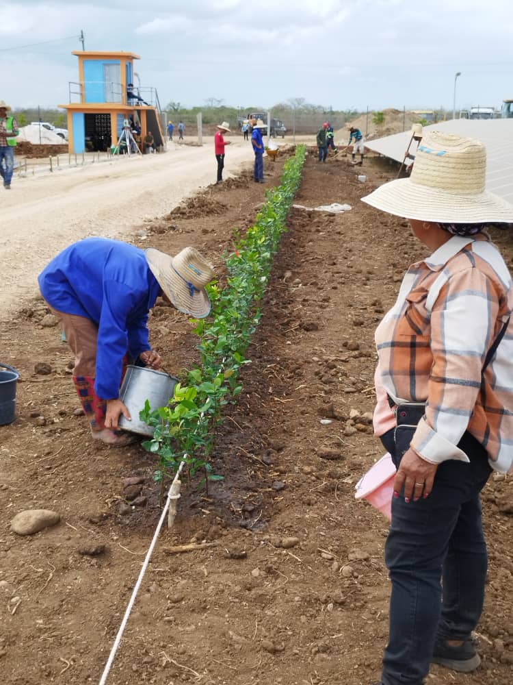 El Jardín Botánico Cupaynicú de Granma, El Mas Natural de Cuba dando su aporte en el Paisaje del Parque de Paneles Solares La Sabana en Bayamo, el cual está próximo a su Inauguración.
En esta noble Tarea Nuestro Equipo cuenta con la condición Certera de Nuestra Directora General.