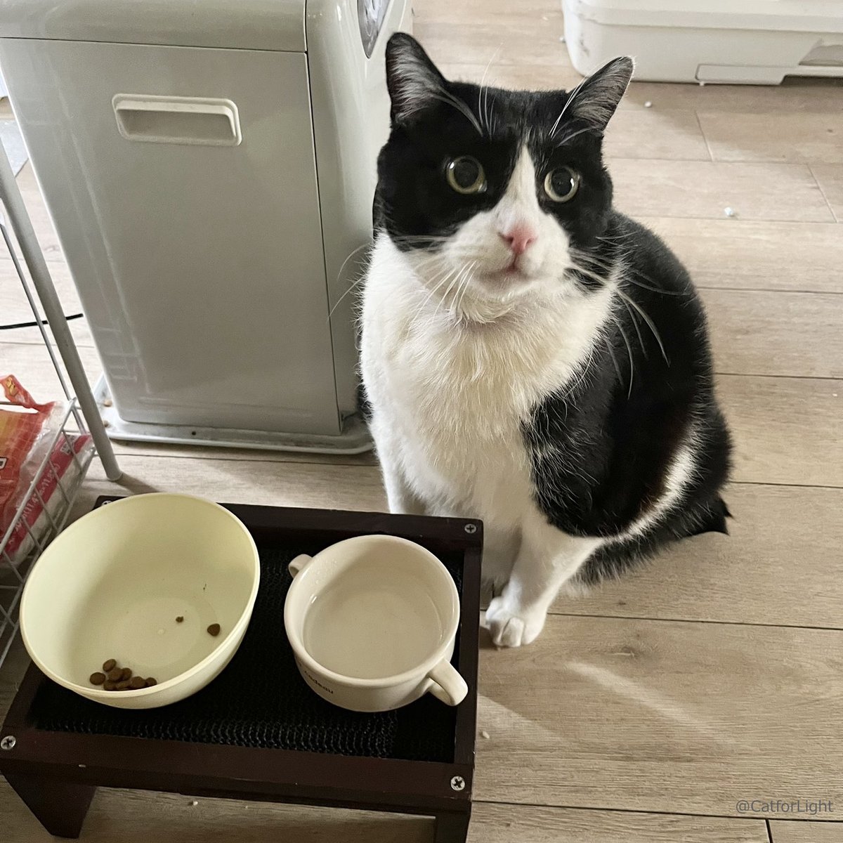 CAT_PRESS's tweet image. 「私を味変ババアだと思ってる…」ごはんを少しだけ残してふりかけ待ちをする猫ちゃん⇒cat-press.com/cat-news/ajihe…