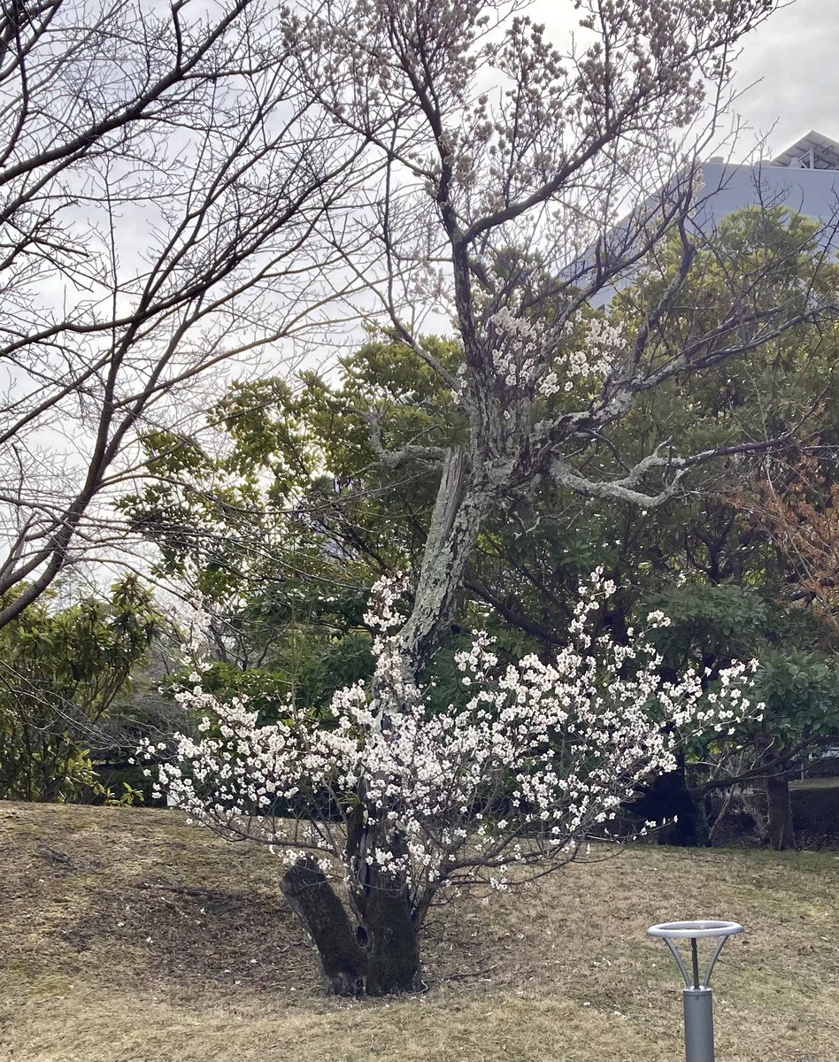 明日の関西RNAクラブ、皆様のご参加楽しみにしています！奈良先端大キャンパスもちょっとだけ春らしくなってきました。明日も暖かいこと願っています！