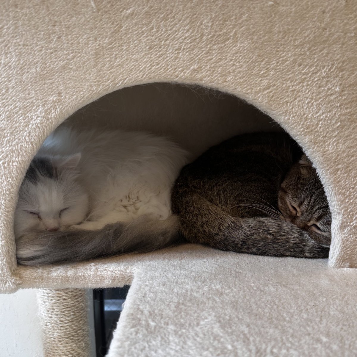 たぬ吉とあきぼう  @ponpokopontanu - Twitter Profile | TwStalker