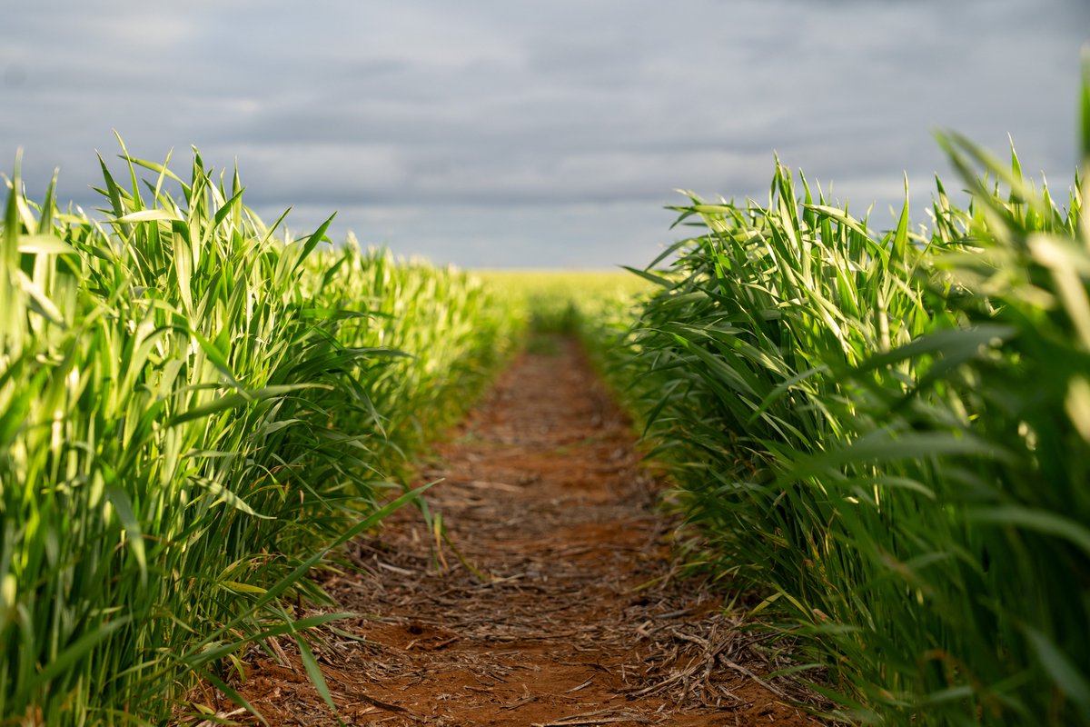 Join the Flinders University-SARDI collaboration as a PhD candidate for the <a href="/SADiscoveryFarm/">SA Discovery Farms</a> to study plant-soil-microbe interactions and improve climate resilience of crops. 
#FutureDroughtFund #droughtresilience <a href="/FlindersUniNews/">Flinders University Newsroom</a> <a href="/SA_PIRSA/">PIRSA</a>

More info: bit.ly/4hv6jGo