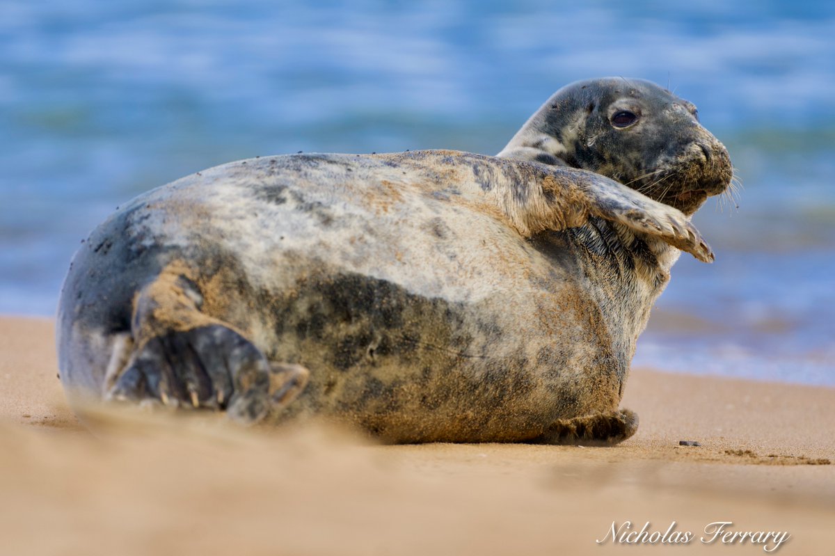 Grey seals spend most of the year at sea and may range widely in search of prey. There are only three populations of grey seals worldwide: one in the western Atlantic (northern North America), one in the Baltic, and one in the eastern Atlantic.