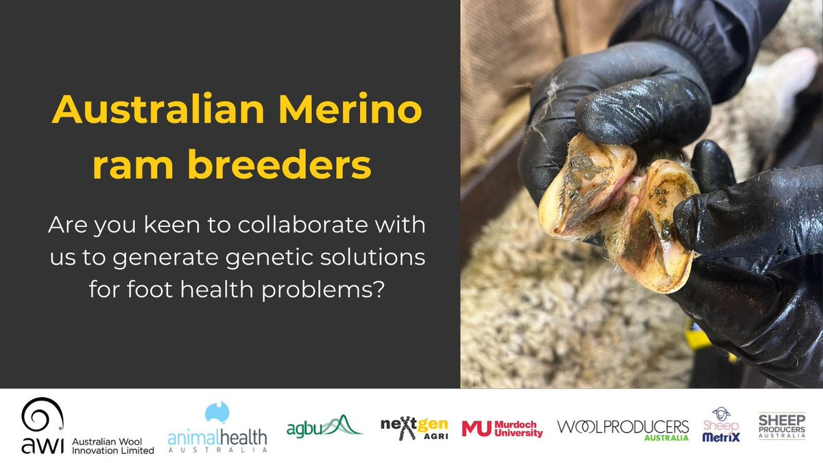 Calling Australian Merino ram breeders! Curious about contributing to genetic solutions to foot health issues? Check out the neXtgen Agri Hub for details on becoming a collaborating breeder site as part of the 'Genetics of foot health in Merinos' project: buff.ly/GFXq3DE.