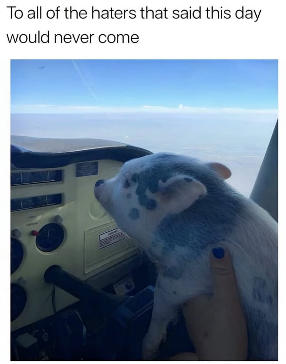 RespectfulMemes's tweet image. 