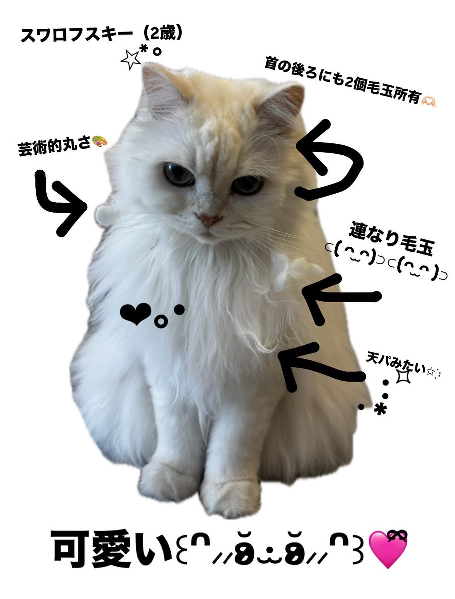 うちの子毛繕いがあまりにも下手すぎるんだけど朝起きたら史上最高を更新していて可愛いかったﾎﾟｻﾎﾟｻ꒰՞⸝⸝ʚ̴̶̷̷ · ʚ̴̶̷̷⸝⸝՞꒱👍🏻◝✩