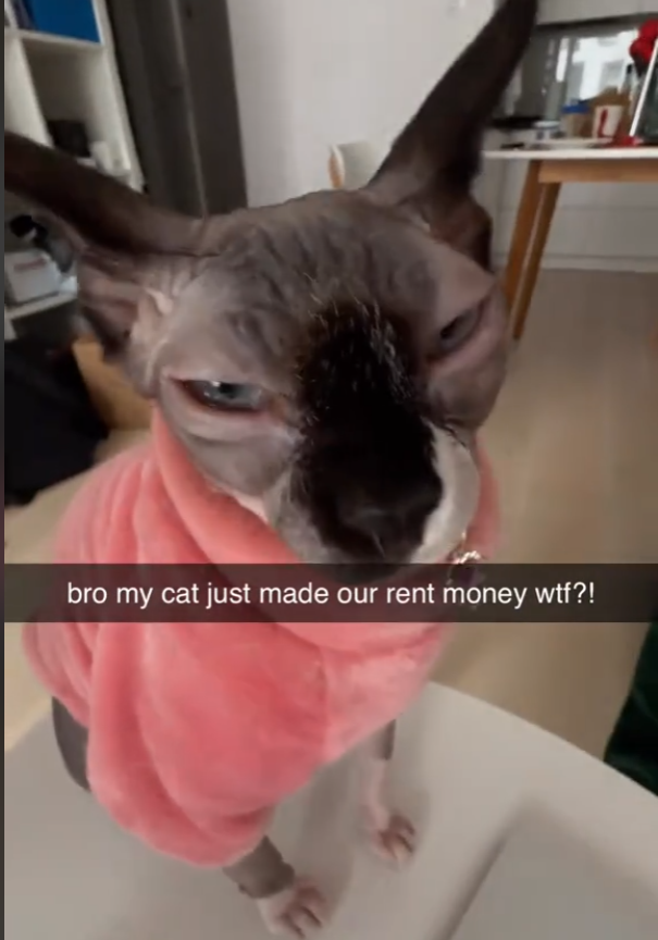 DegenVcap's tweet photo. - @Binance official post on TikTok
- 65% supply given to Binance
- A degen cat earning rent for its owner

$KEVIN
GEPoqhm7qxv35QposwAVeT1uHUzCFJEqo4HSn3m5pump https://t.co/cyxEyM5YnL