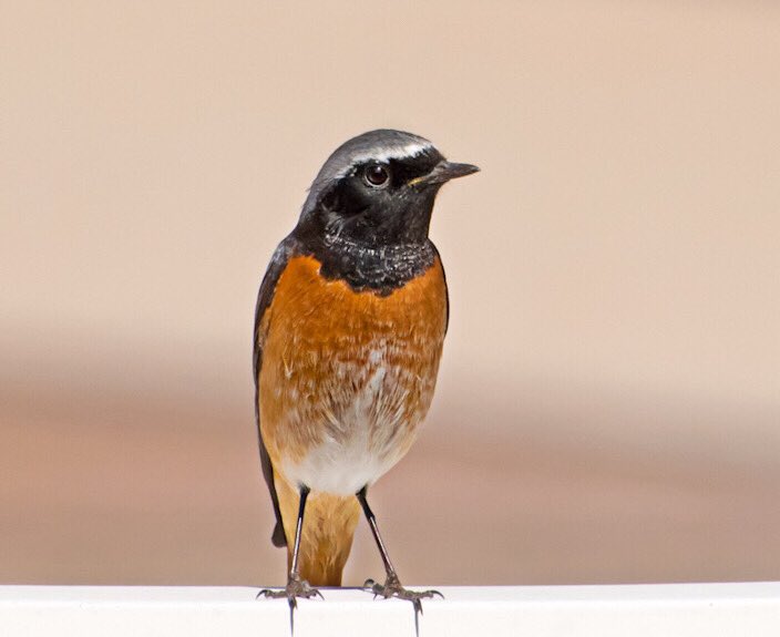 chandanaroy24's tweet photo. The male and the female of the Common Redstart. The redstarts get their name from their orange-red tails. How? Why? Well, it’s because “start" is an old word for tail.
#BirdsOfUAE #CommonRedstart #IndiAves #birdwatching #birdphotography #nature #nikon #BBCWildlifePOTD https://t.co/D9gX0qGBJm