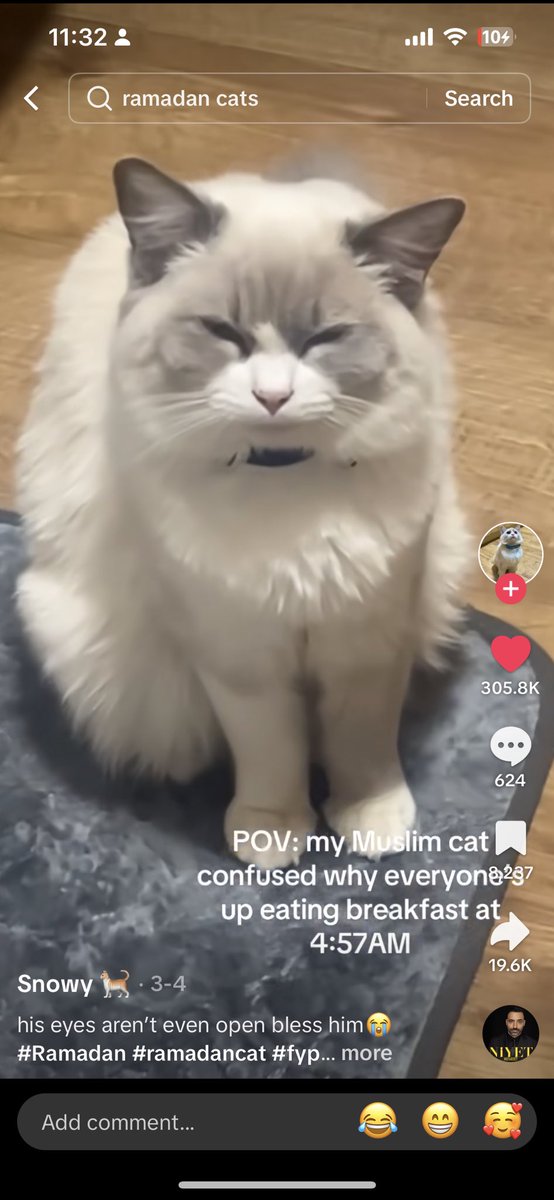 Bean6209's tweet photo. I love Ramadan cats so much 🤣 https://t.co/YkQTWcUjBq