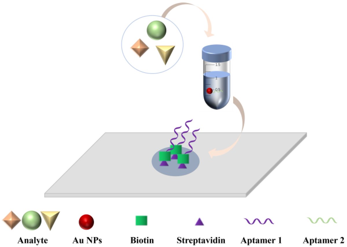 Biosensors_MDPI's tweet image. #Review
Review on the Selection of Aptamers and Application in Paper-Based Sensors
by Kaifei Wang and Hongyan Zhang
mdpi.com/2079-6374/13/1…
@MDPIOpenAccess
@ChemMatSci_MDPI
 
#Aptamers #Biochemical #Magnetic #biosensors