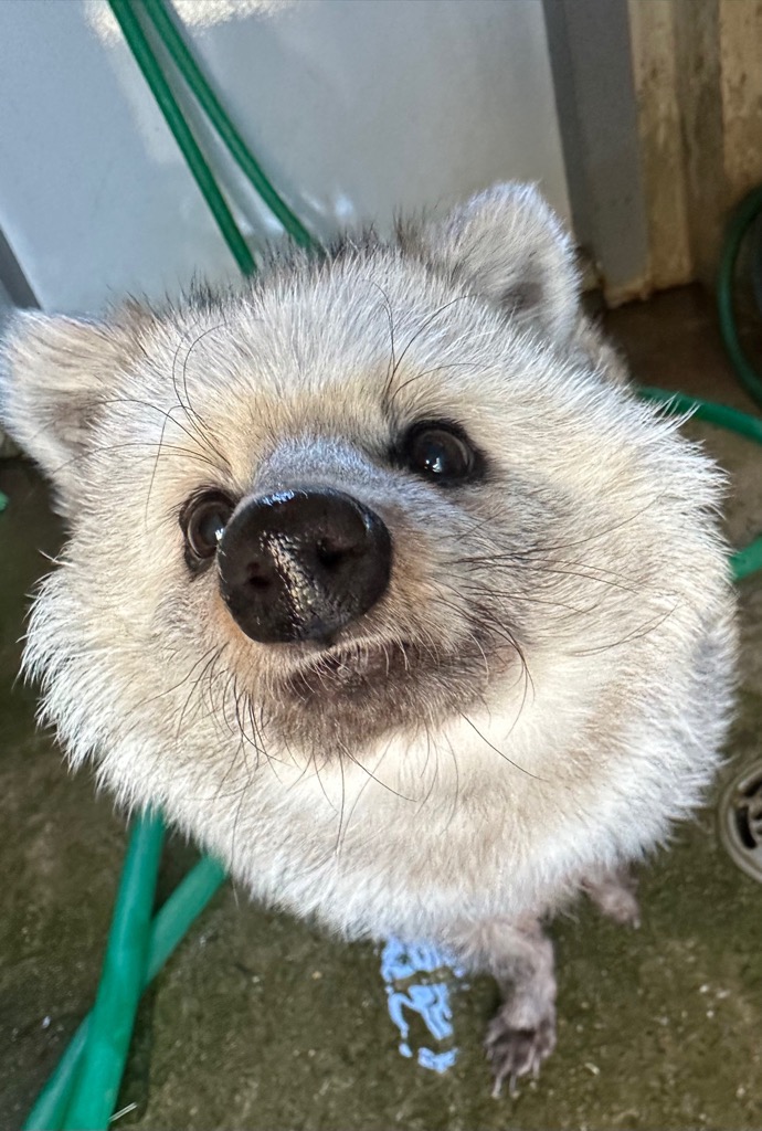 市川市動植物園（公式） tweet media