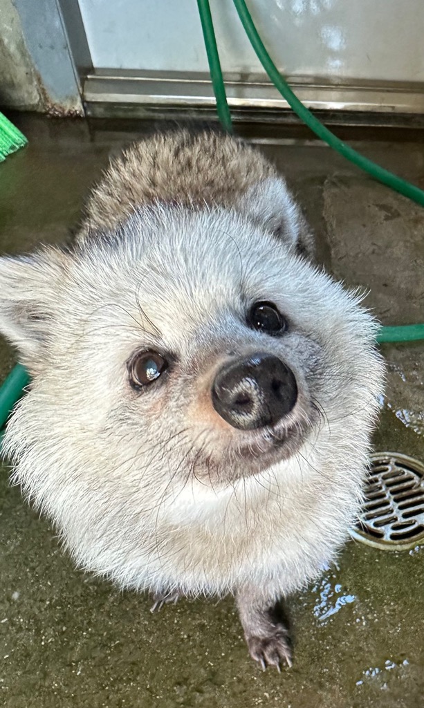 市川市動植物園（公式） tweet media