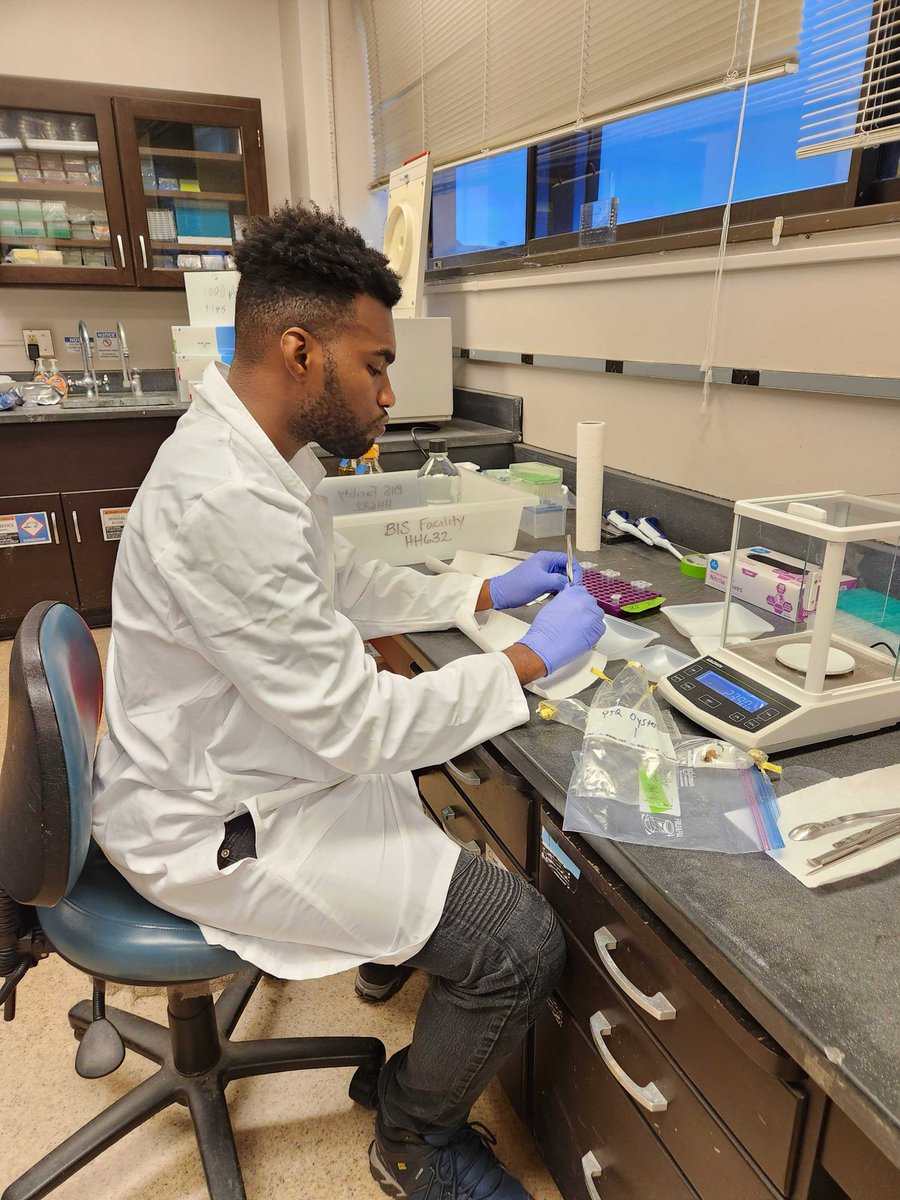 Shucking our way to science! 🦪🔬 Undergraduate Kosi Acholonu is hard at work dissecting native Olympia oysters from Loch Lomond in SF Bay to uncover their hidden microbial secrets. What tales do these tiny ecosystems tell? Stay tuned! #OysterScience #LabLife @SFStateBIO <a href="/SFSU/">SF State</a>