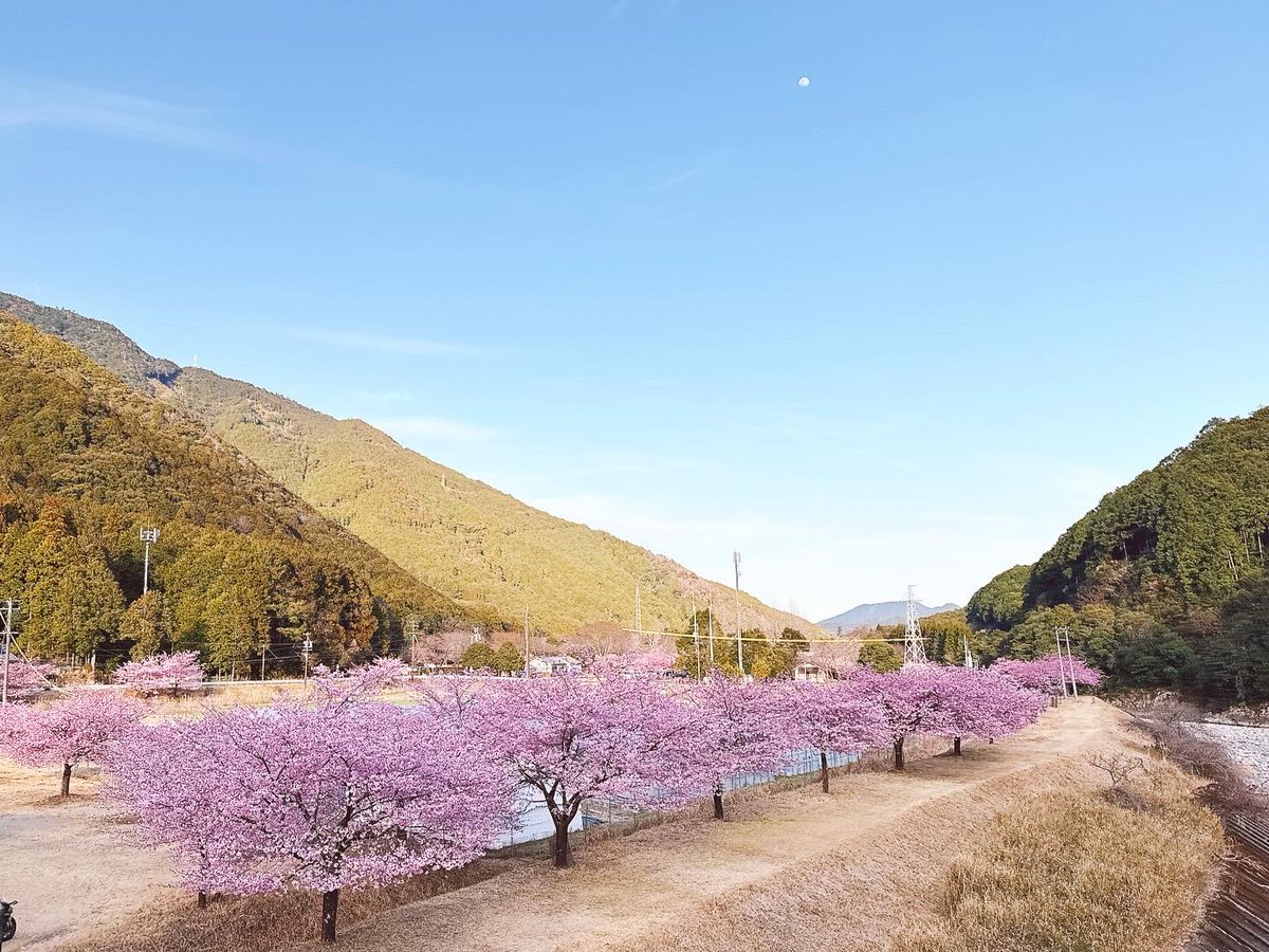 rose66marry's tweet photo. こんにちは☀️

暖かくなりましたね😊春〜

気分上げて、今日も頑張ろう！

三重県紀北町　種まき権兵衛の里✨
河津桜🌸が満開でした😁綺麗でした🌸💦 https://t.co/s1WzUff22t