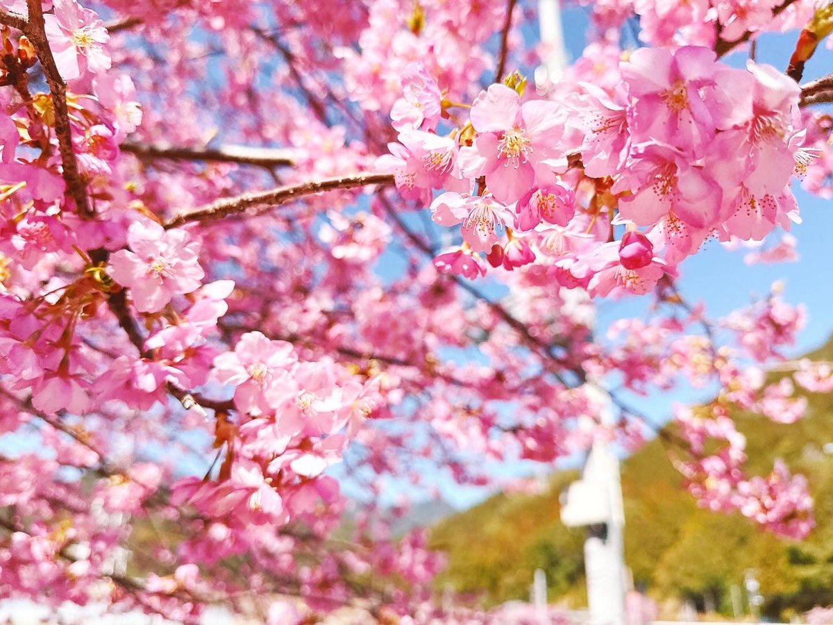 rose66marry's tweet photo. こんにちは☀️

暖かくなりましたね😊春〜

気分上げて、今日も頑張ろう！

三重県紀北町　種まき権兵衛の里✨
河津桜🌸が満開でした😁綺麗でした🌸💦 https://t.co/s1WzUff22t