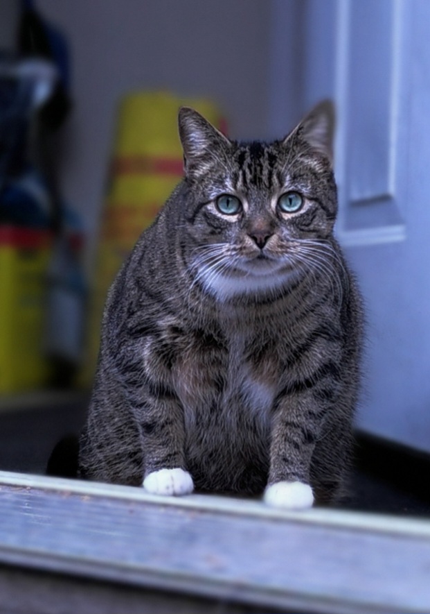 DelTomix's tweet image. When practicing with a new camera - I highly recommend having a cat handy;