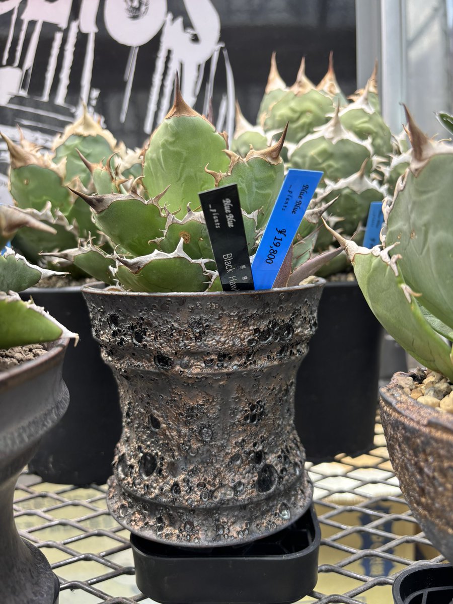 シマムラ園芸 on X