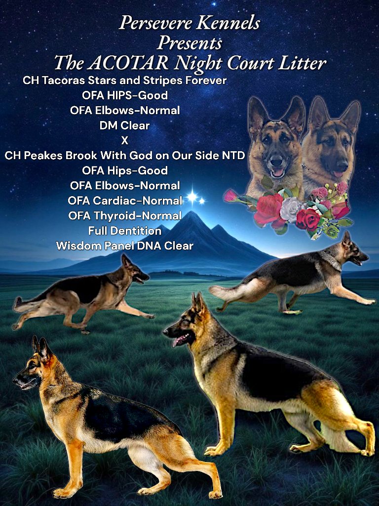 PersevereKennel's tweet photo. Upcoming breeding plans.
We're expecting AKC show quality puppies from this litter..

https://t.co/R4JUFjdpVr https://t.co/xcyNb8Vfbt