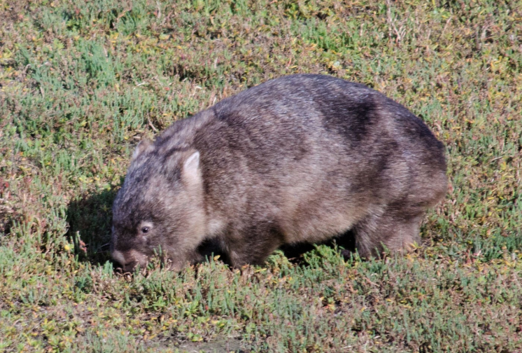 A reminder to the community – Victorian wildlife is great to look at but interfering with them, including trying to pat them or pick them up in the wild, is illegal without a permit. You can report people interfering with wildlife to us via CrimeStoppers on 1800 333 000.