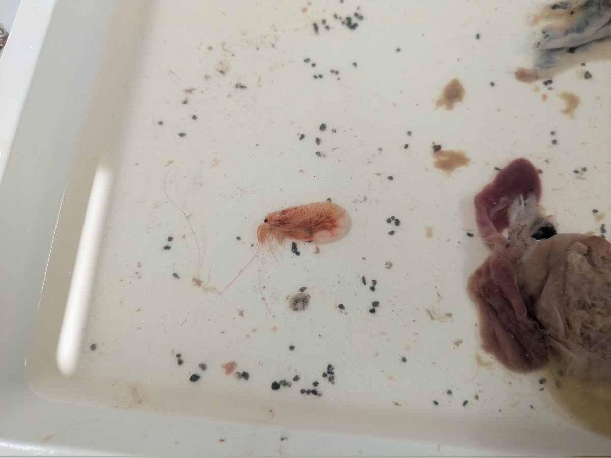 ミズウオガチャ
サギフエ
ワニトカゲギス系??
ハダカエソ??
やたらヒゲの長いエビ

分かる方いたらご教授願います!!