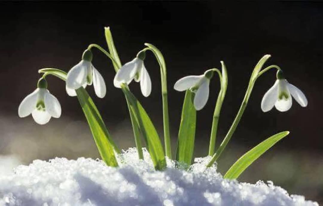 But now I am six. I'm as clever as clever

So I think I'll be six now for ever and ever 

In loving memory 🤍

#dunblane