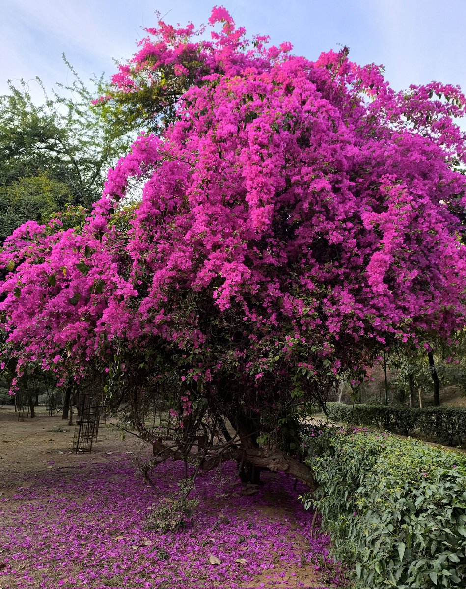 shoaib daniyal tweet media